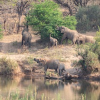 Elefantenherde, Balule Private Game Reserve, Krüger Nationalpark
