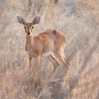  Antilope, Balule Private Game Reserve, Krüger Nationalpark
