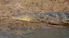 iSimangaliso Wetland Park, Krokodil