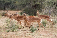 Juni, Impala