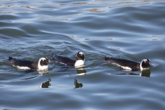 August, Brillenpinguin