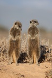 Tierkalender-2021, Deckblatt, Aufnahmedetails => Canon EOS 5D Mark II | f7,1 | 400mm | Iso 100 | 0.003125s
