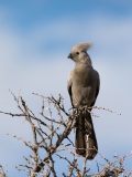 Tierkalender-2021, Januar, Aufnahmedetails => Canon EOS 5D Mark IV | f5,6 | 400mm | Iso 200 | 0.001s