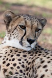 Tierkalender-2021, August, Aufnahmedetails => Canon EOS 5D Mark II | f7,1 | 300mm | Iso 800 | 0.0025s
