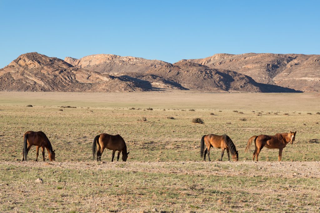 Reisebericht-Afrika-2018, Wildpferde von Garub