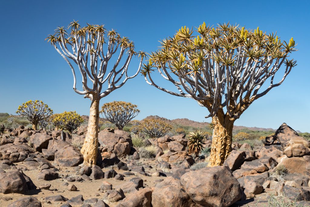 Reisebericht-Afrika-2018, Köcherbaum, Keetmannshoop