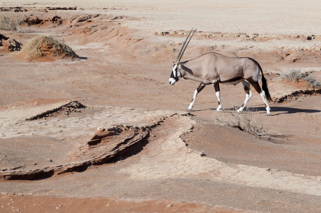 Deckblatt, Oryx, Tierkalender-2019