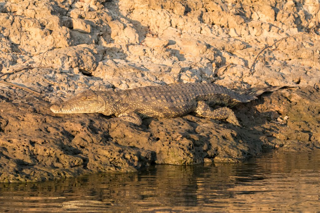 Reisebericht-Namibia-2019-RiverDanceLodge, Krokodil