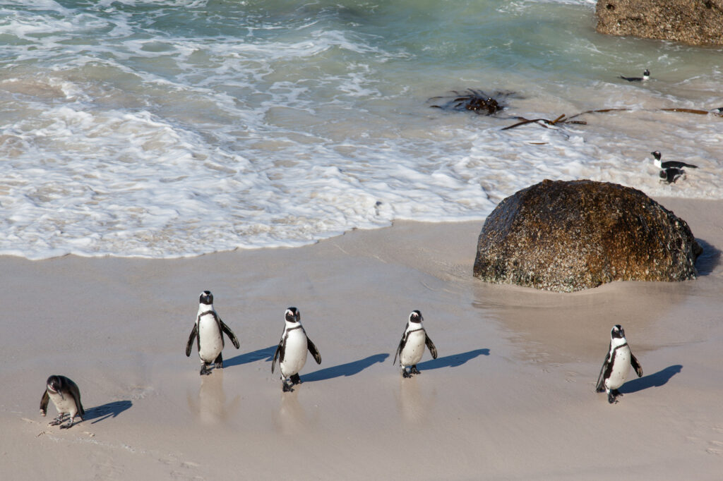 Reisebericht-Suedafrika-Kapstadt-2017