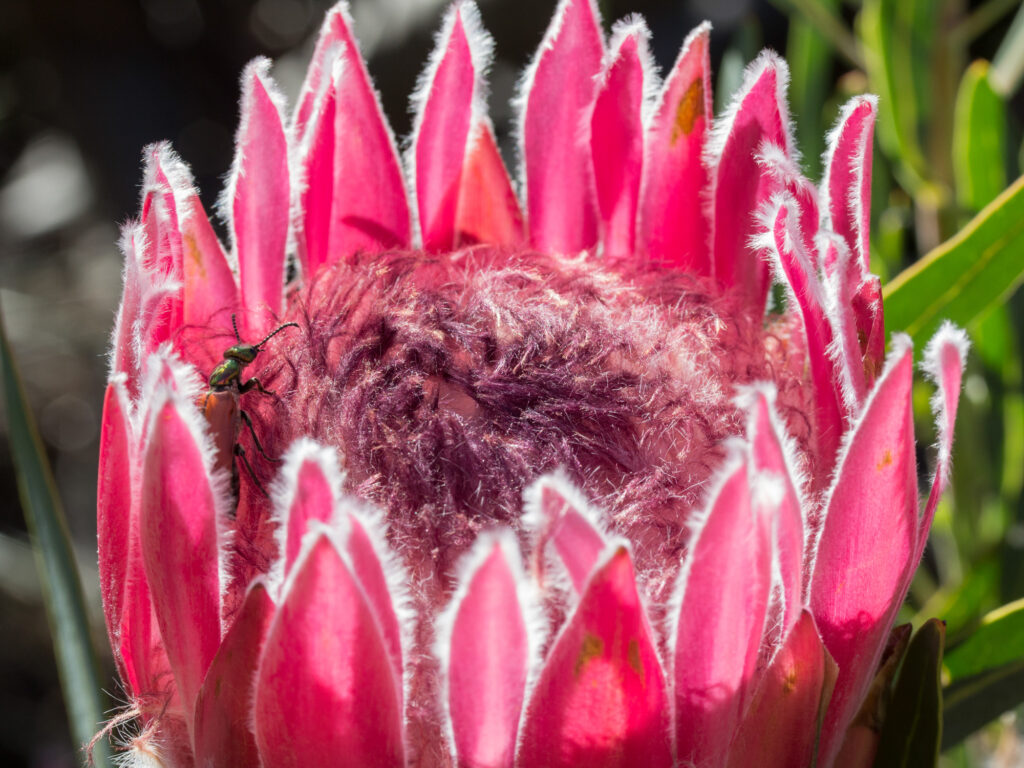 Reisebericht-Suedafrika-Kapstadt-2017