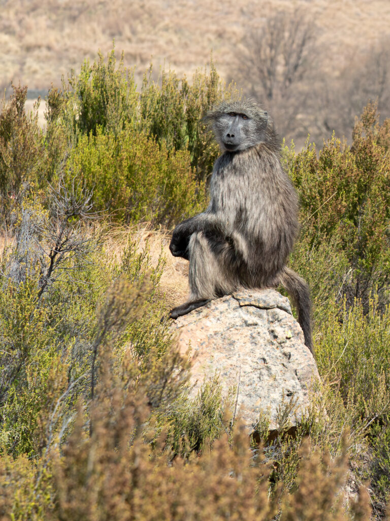 Suedafrika-2023-Clarens-05