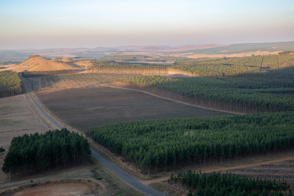 Suedfrika, 2023, Baumplantage