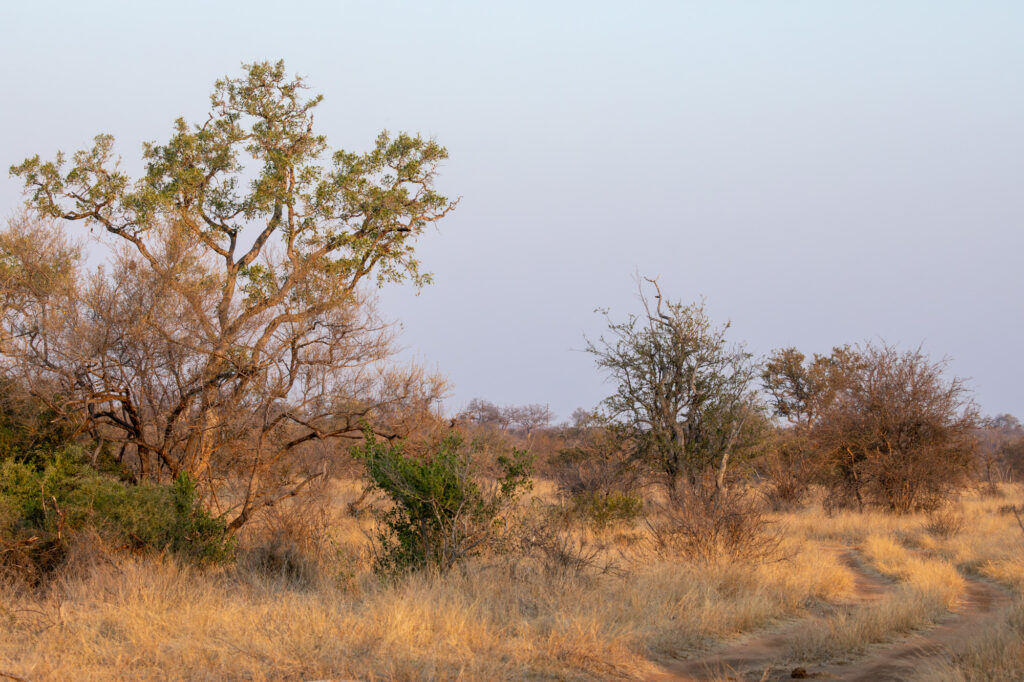 Landschaft, Balule Private Game Reserve, Krüger Nationalpark